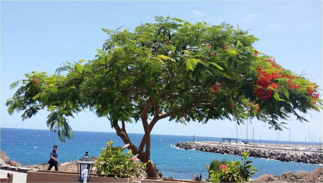810 - Edif Aguamarina - Vacation Rental Home In The Coast Line Of Golf Del Sur Сан Мигель 0*,  Испания